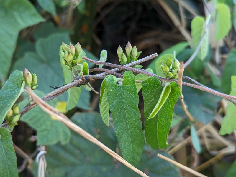 Camonea pilosa photo 3