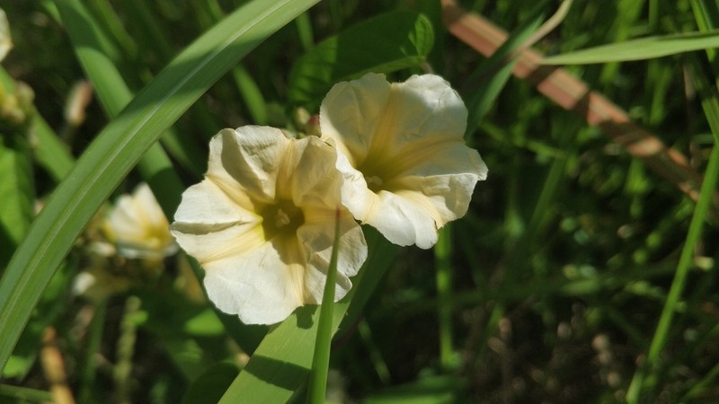Camonea pilosa photo 4