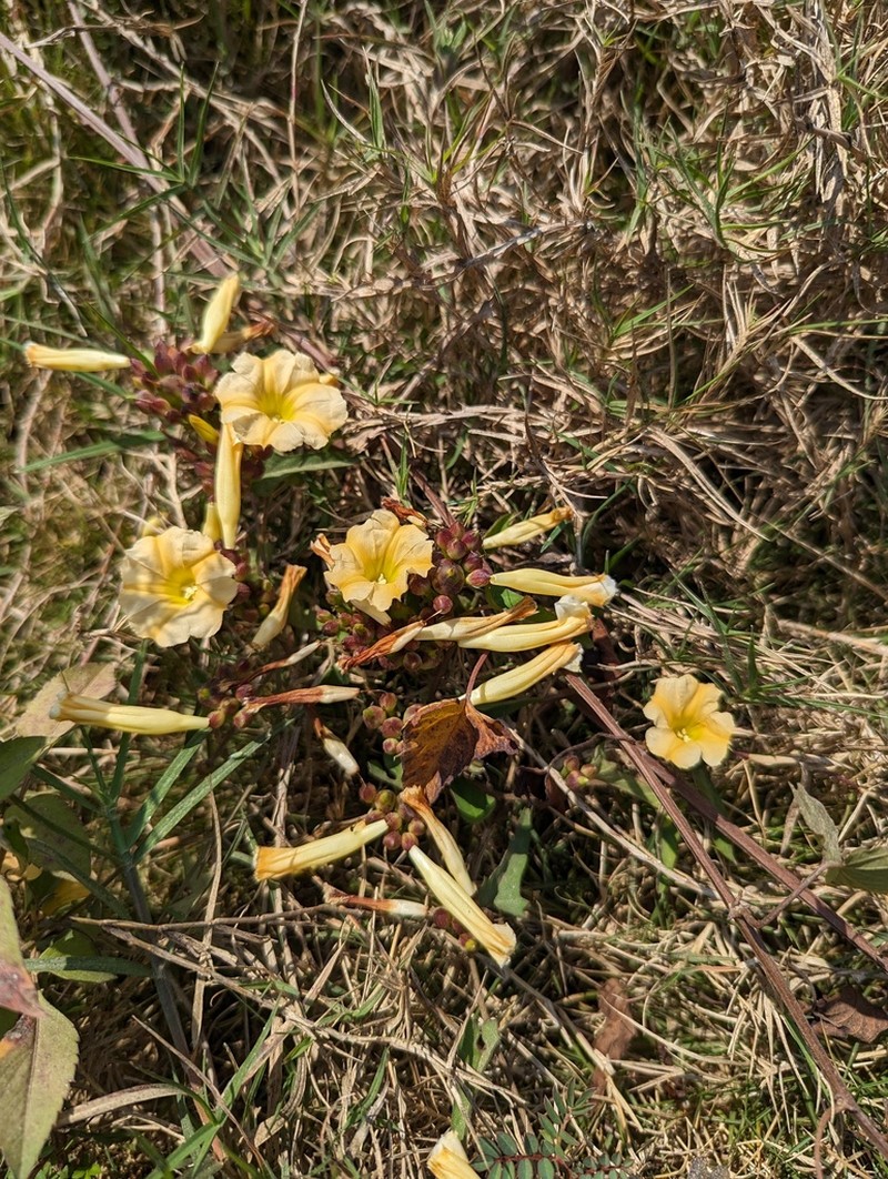 Camonea pilosa photo 6
