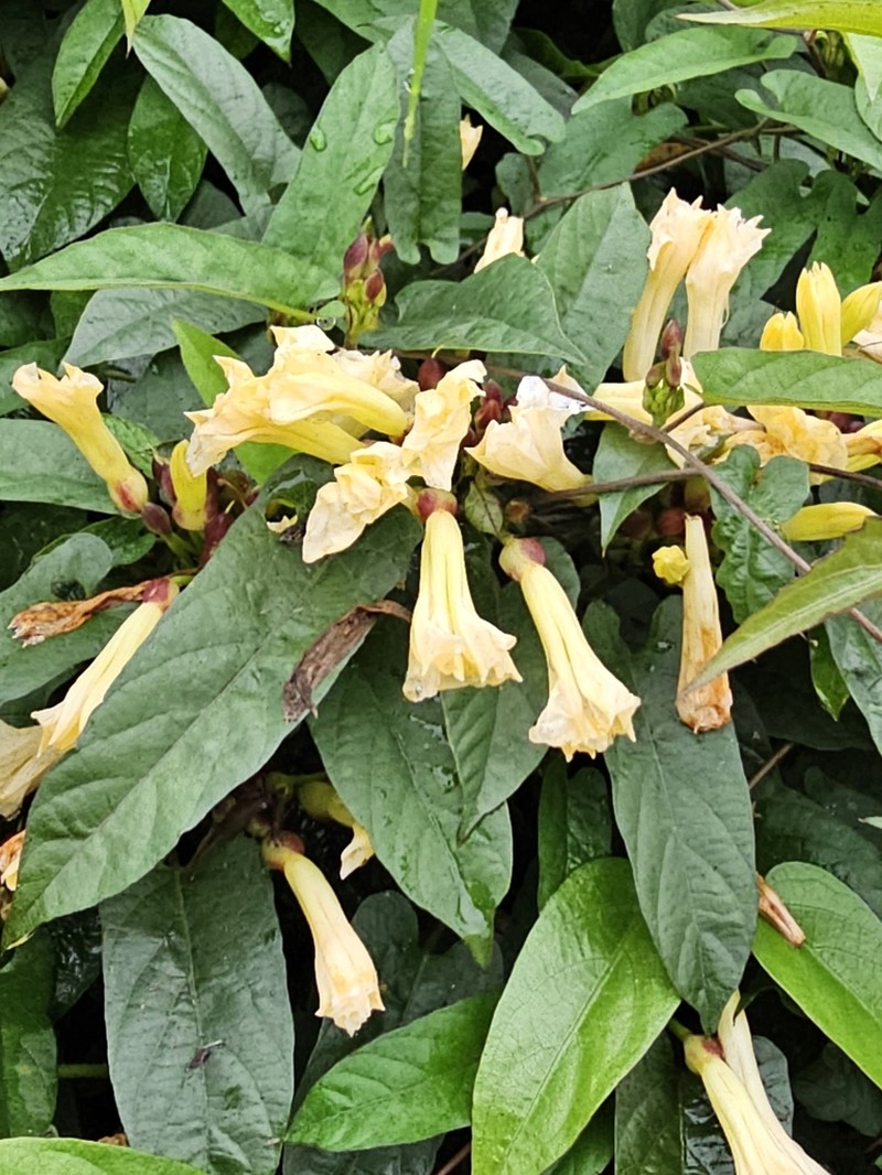 Camonea pilosa photo 8