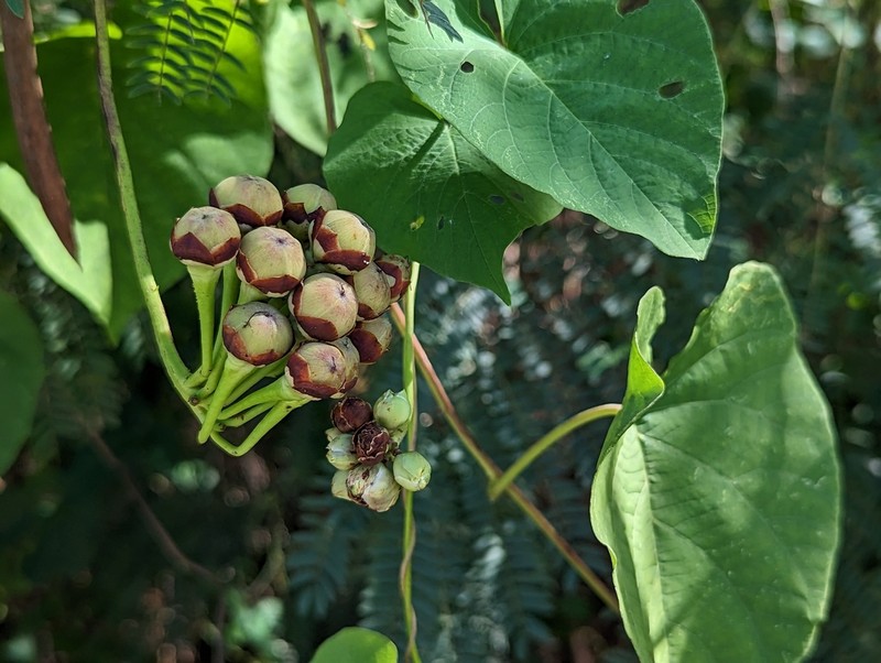 Hogvine photo 2