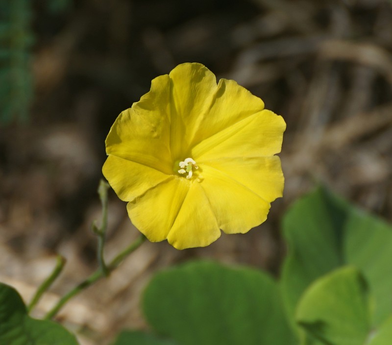 Hogvine photo 3
