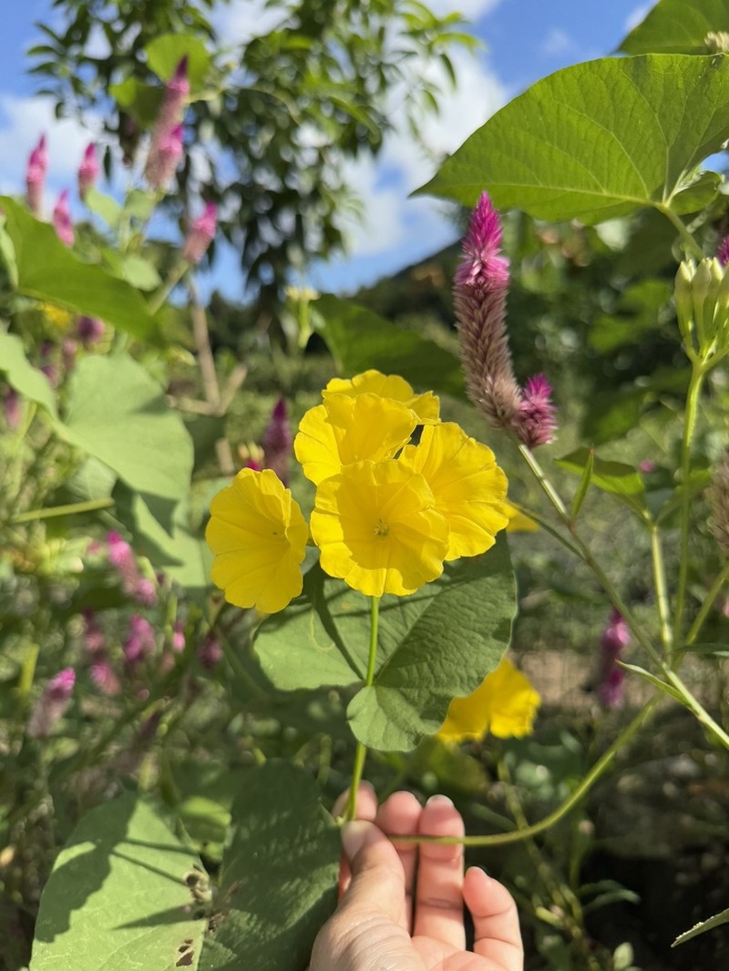 Hogvine photo 4