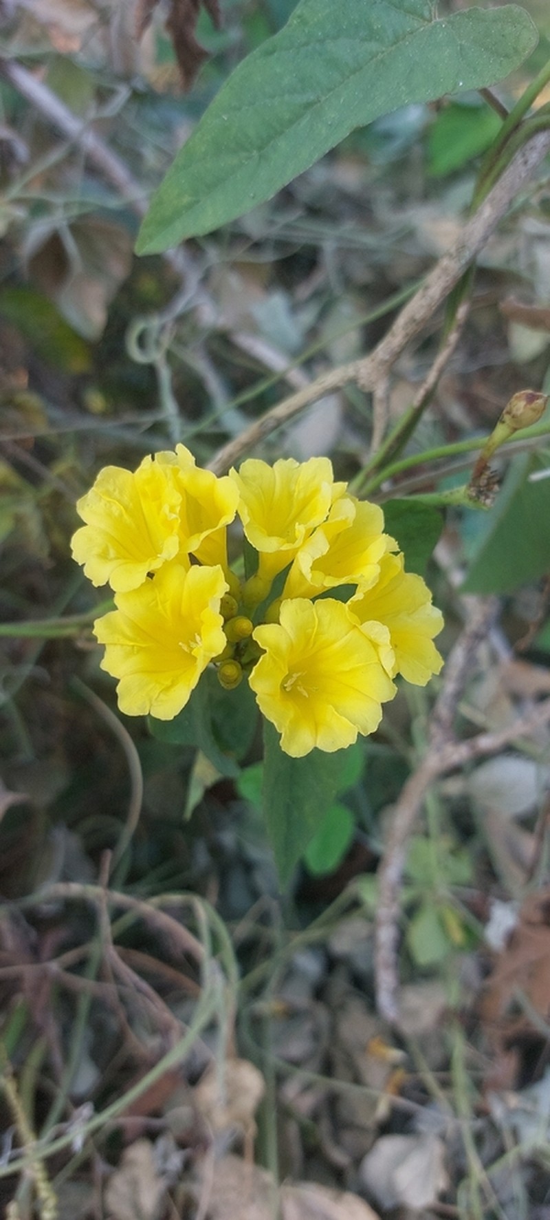 Hogvine photo 7