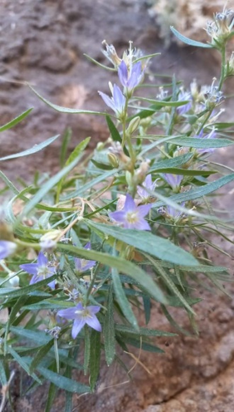 Campanula adiyamanensis