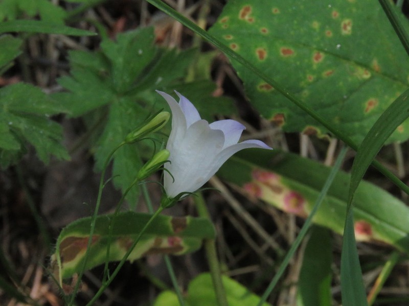 Campanula alaskana