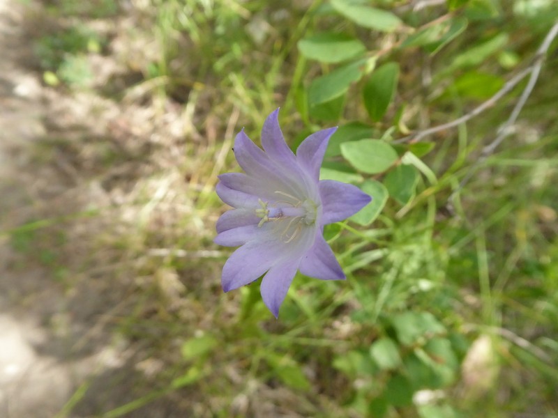 Campanula alaskana photo 2