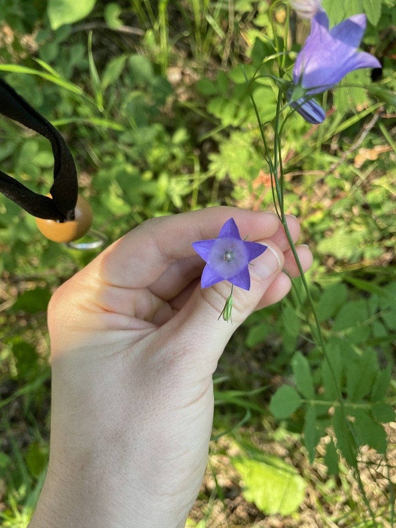 Campanula alaskana photo 3