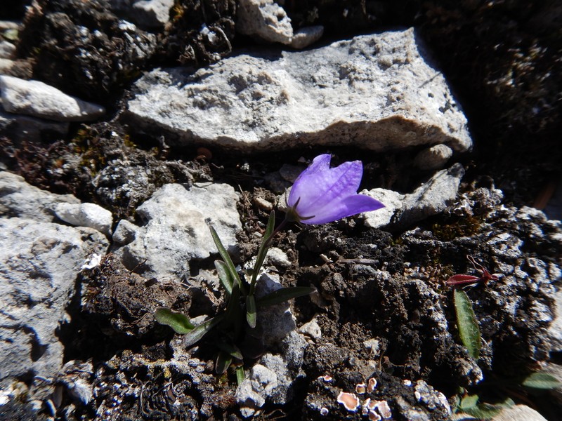 Campanula alaskana photo 4