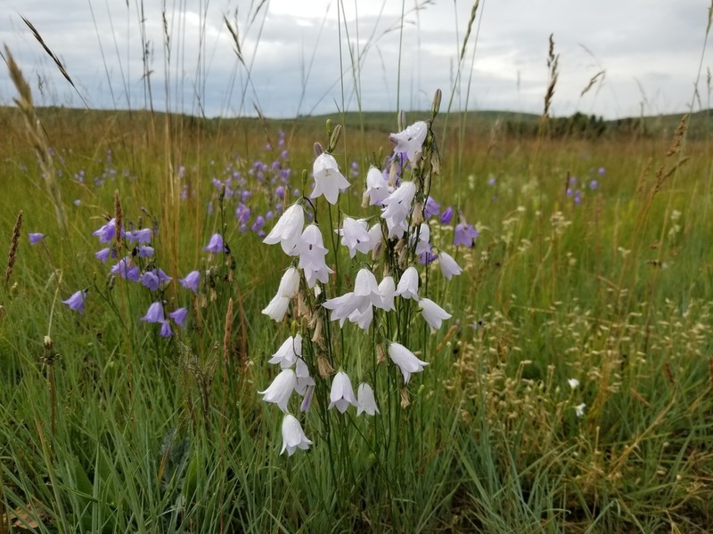 Campanula alaskana photo 5