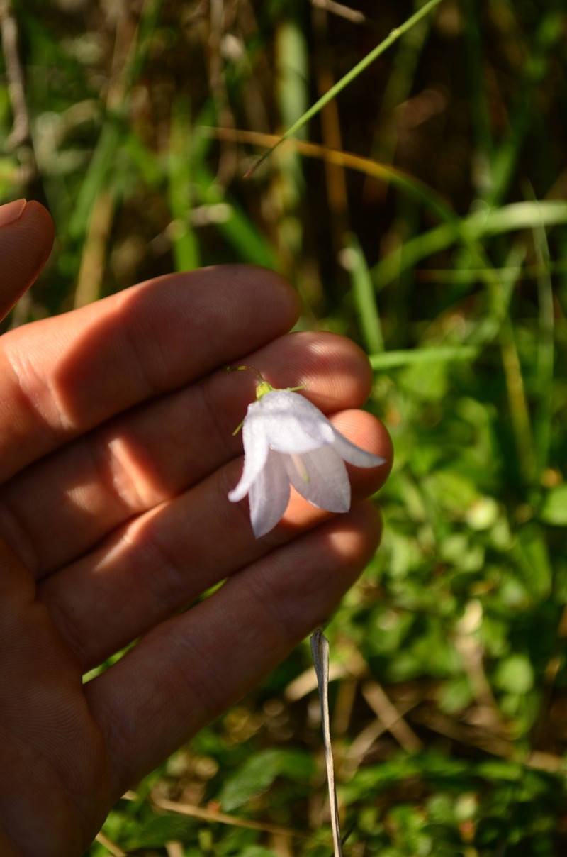 Campanula alaskana photo 6