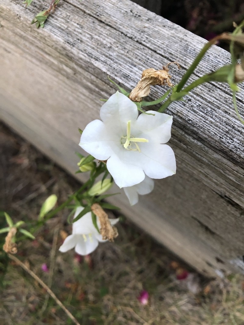 Campanula alaskana photo 7