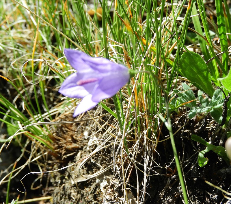 Campanula alaskana photo 8