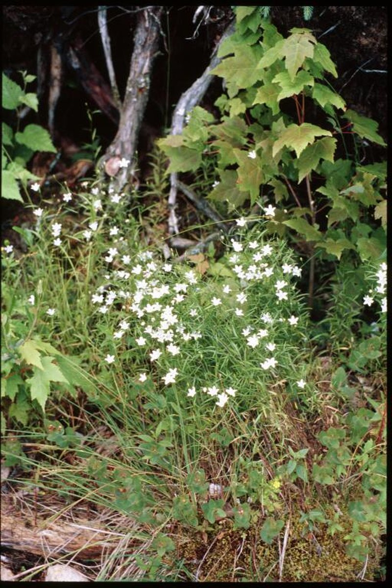 Marsh Bellflower photo 2