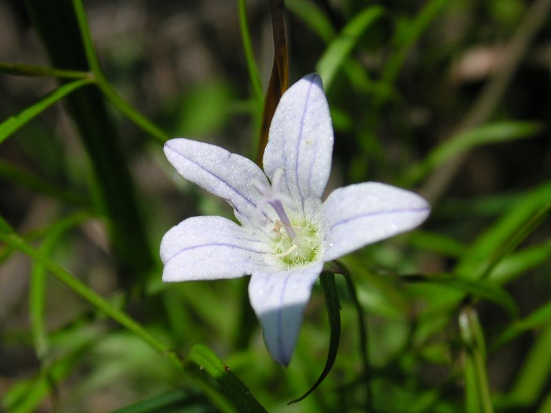 Marsh Bellflower photo 3