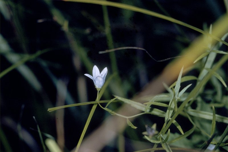 Marsh Bellflower photo 4