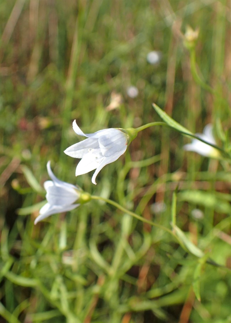 Marsh Bellflower photo 5