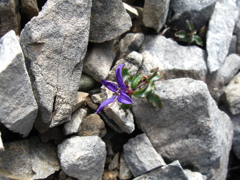 Yukon Bellflower