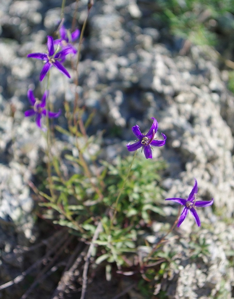 Yukon Bellflower photo 2