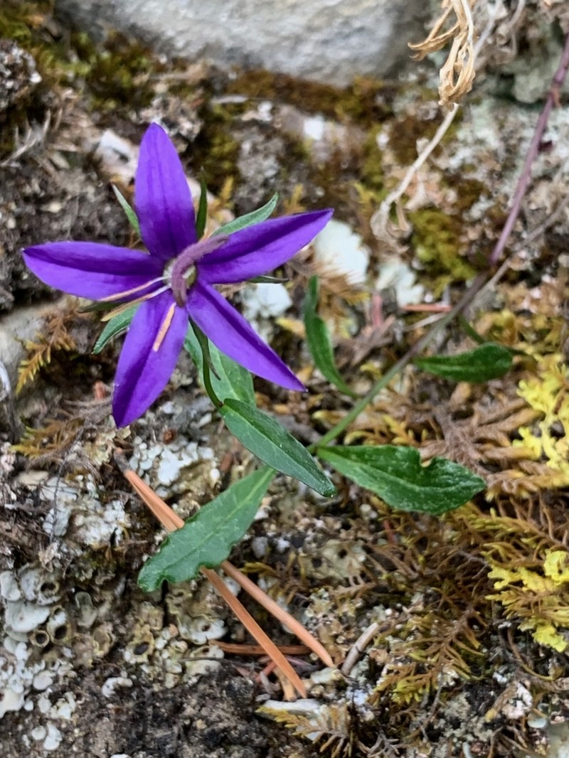 Yukon Bellflower photo 3