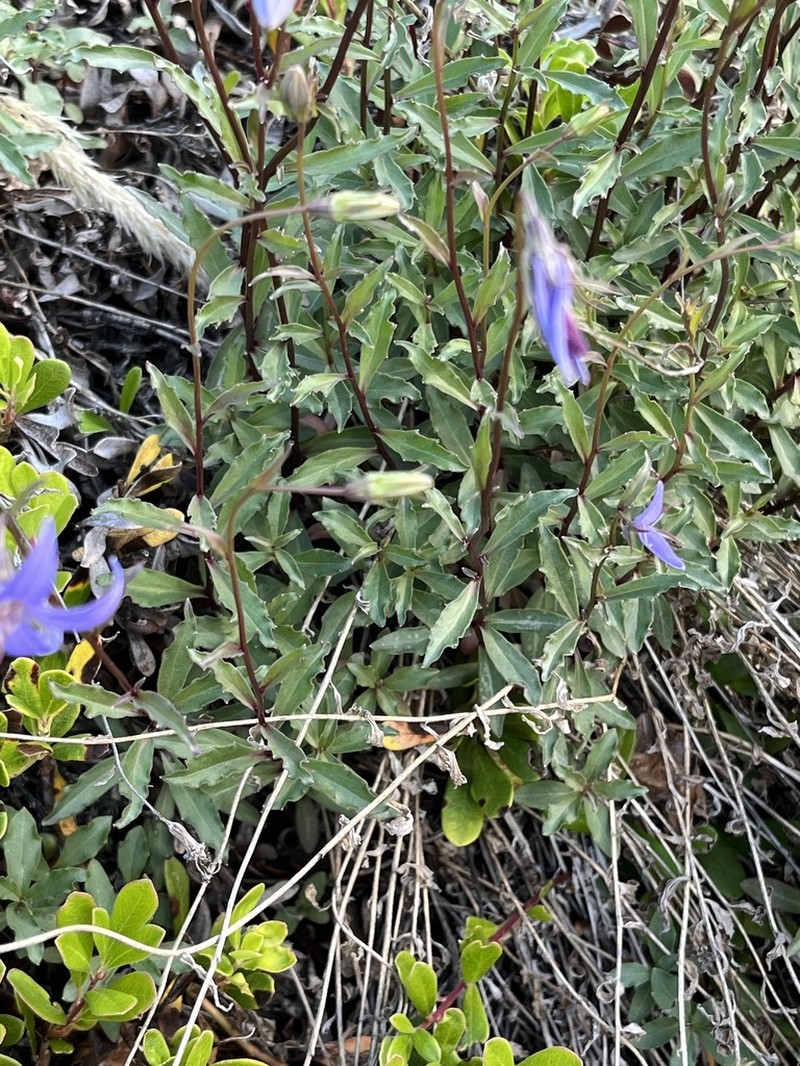 Yukon Bellflower photo 4