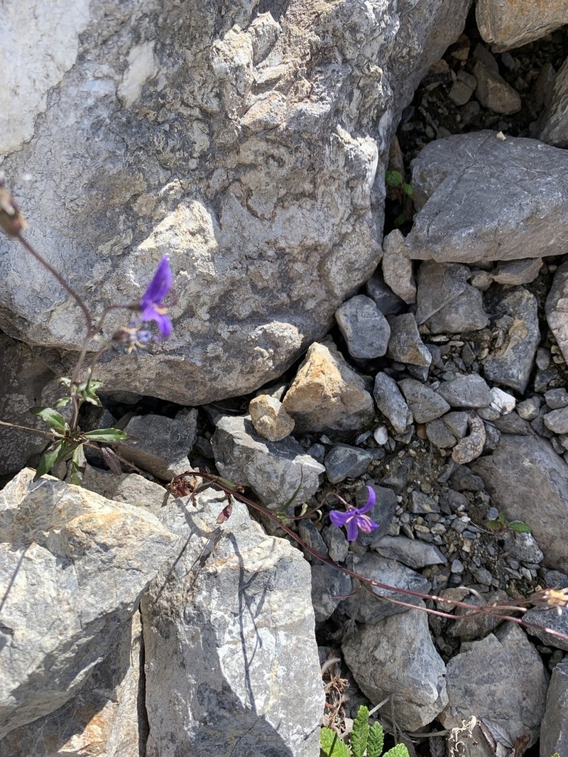 Yukon Bellflower photo 5