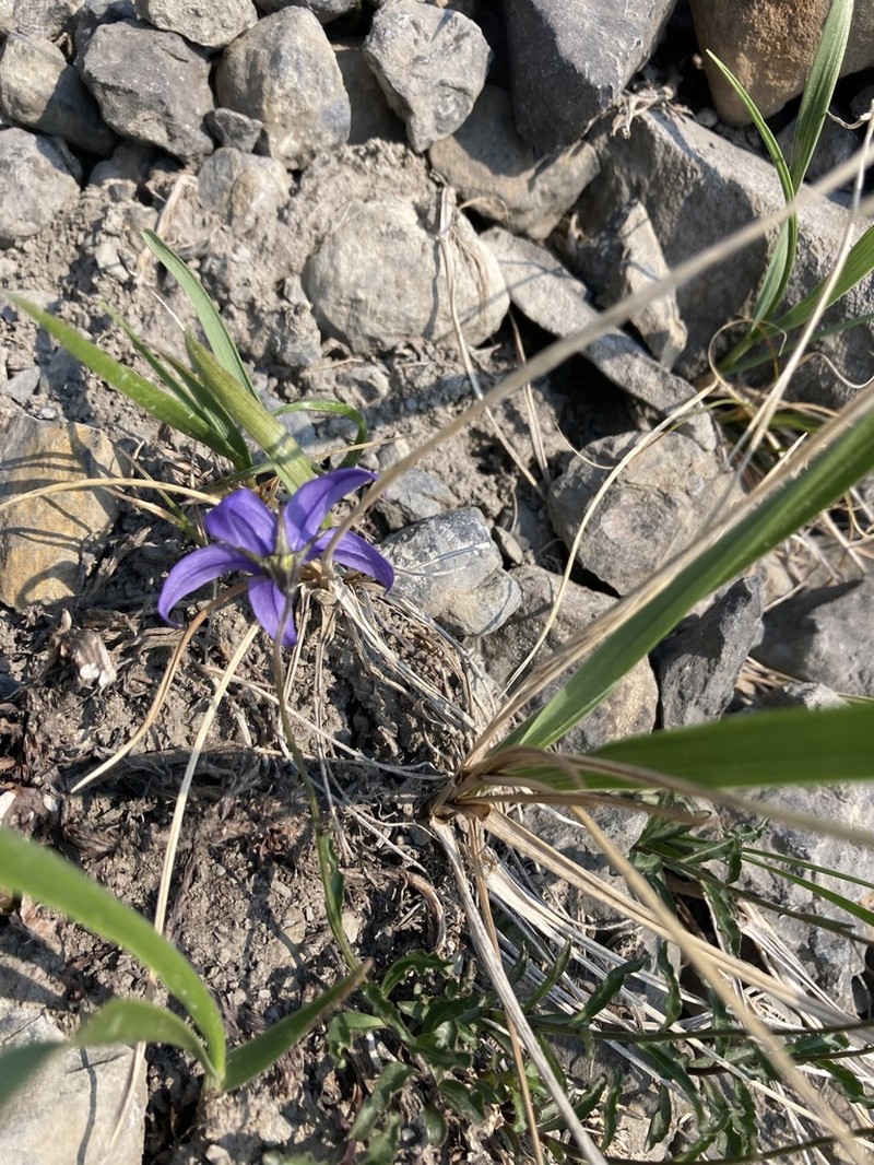 Yukon Bellflower photo 6