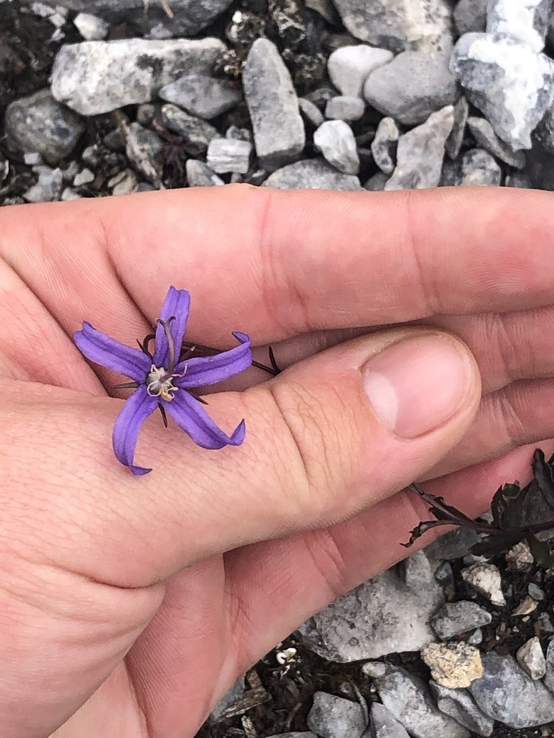 Yukon Bellflower photo 7