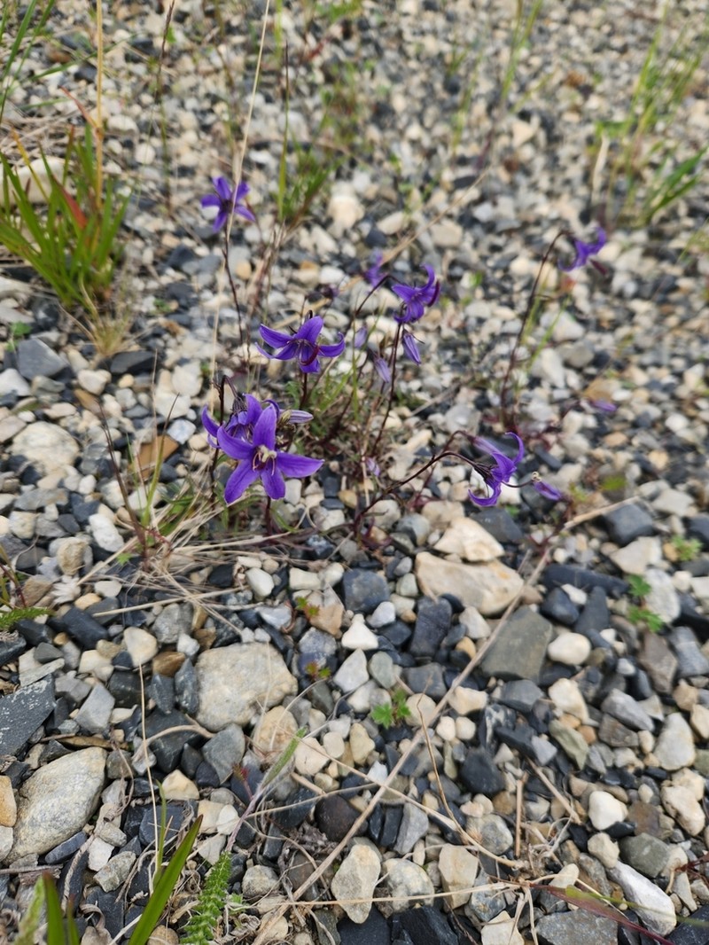 Yukon Bellflower photo 8