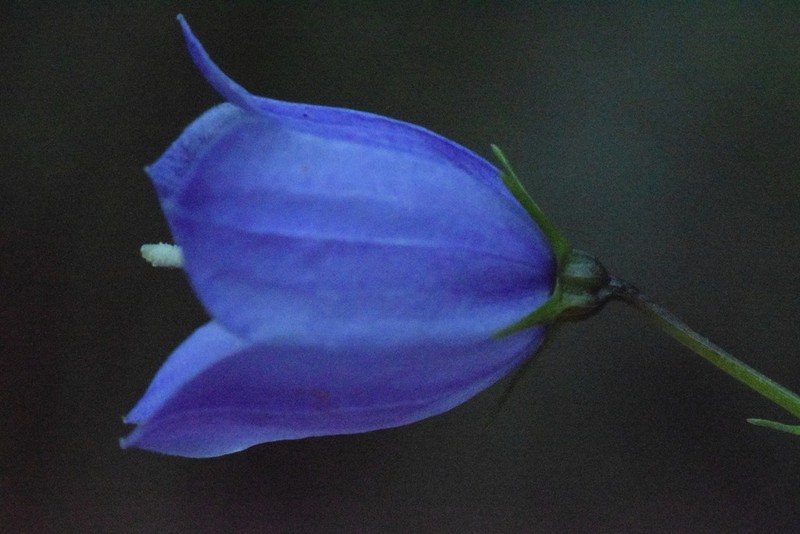 Campanula bergomensis