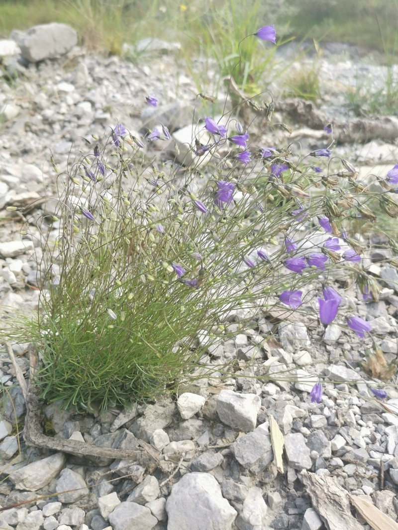 Campanula bergomensis photo 3