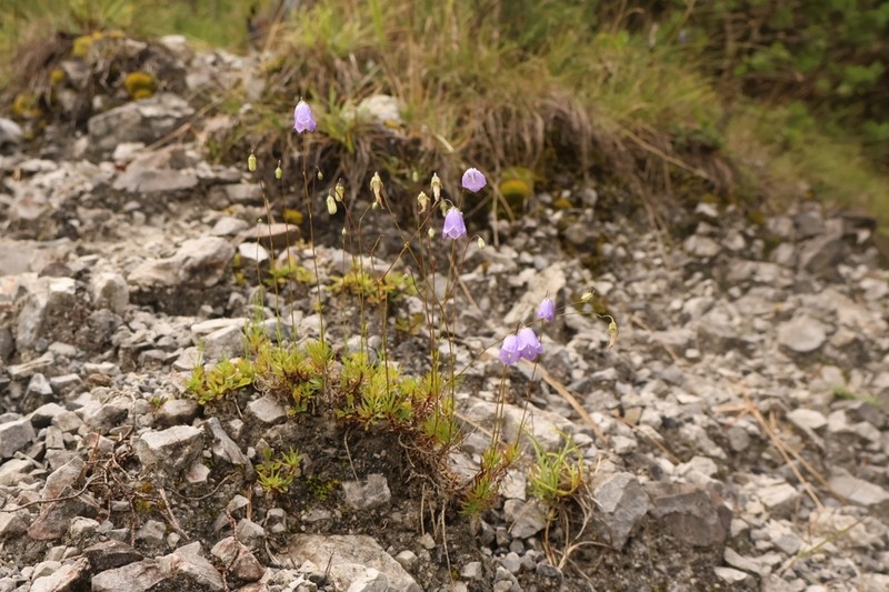 Campanula bergomensis photo 4