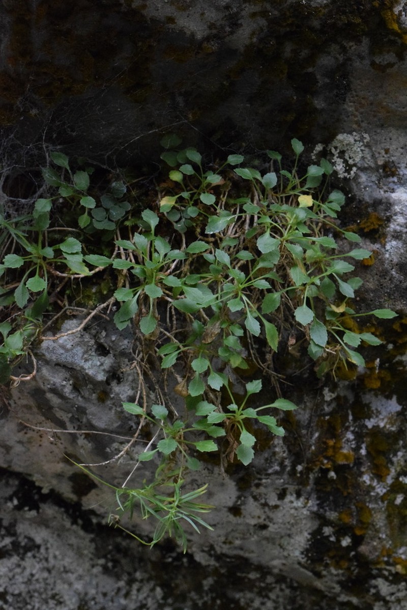 Campanula bergomensis photo 5