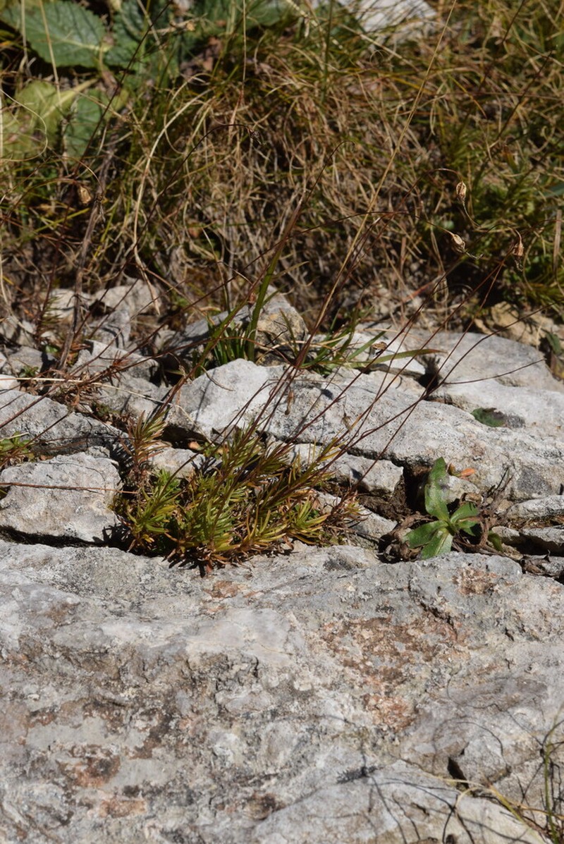 Campanula bergomensis photo 6