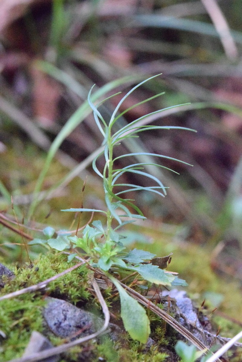 Campanula bergomensis photo 7