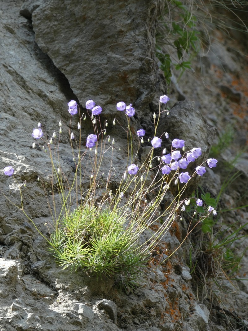 Campanula bergomensis photo 8