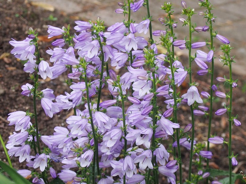 European Bellflower photo 2