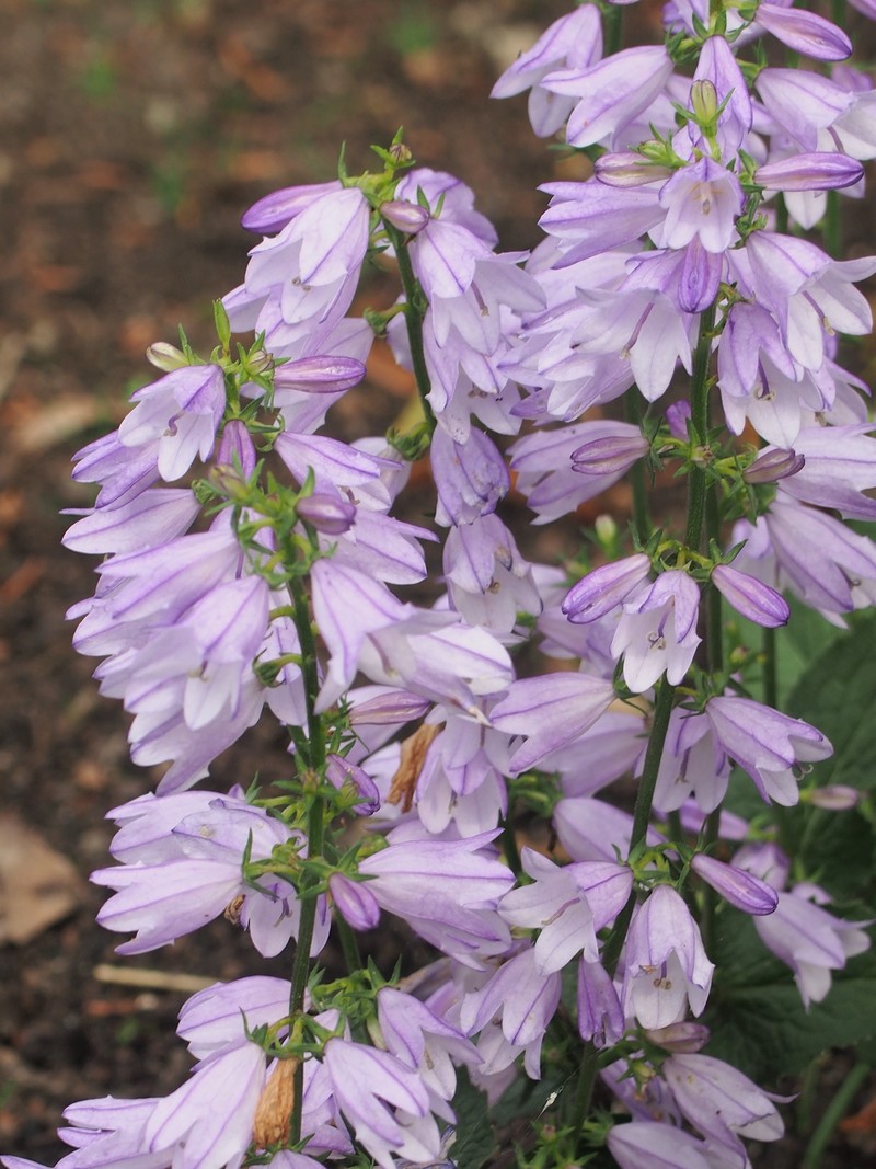 European Bellflower photo 3