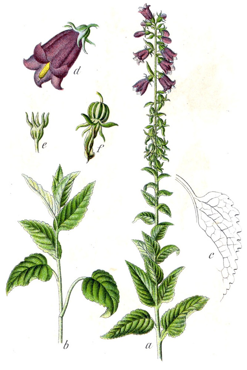 European Bellflower