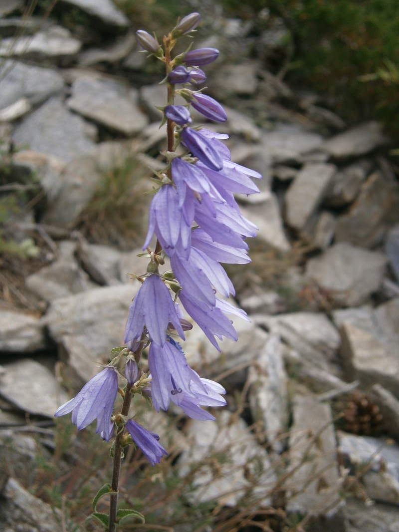 European Bellflower photo 4