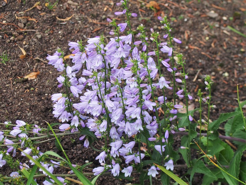 European Bellflower photo 5