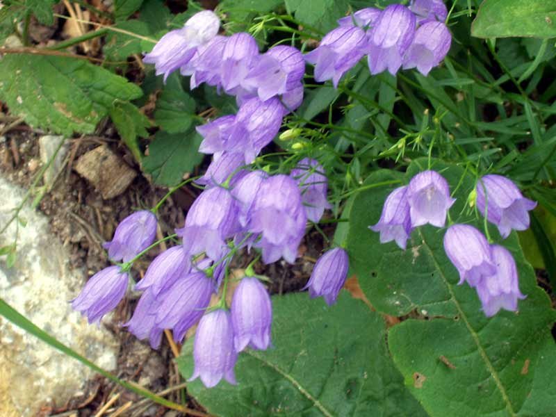 European Bellflower photo 6