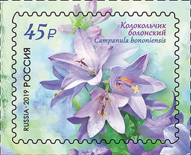 European Bellflower photo 7