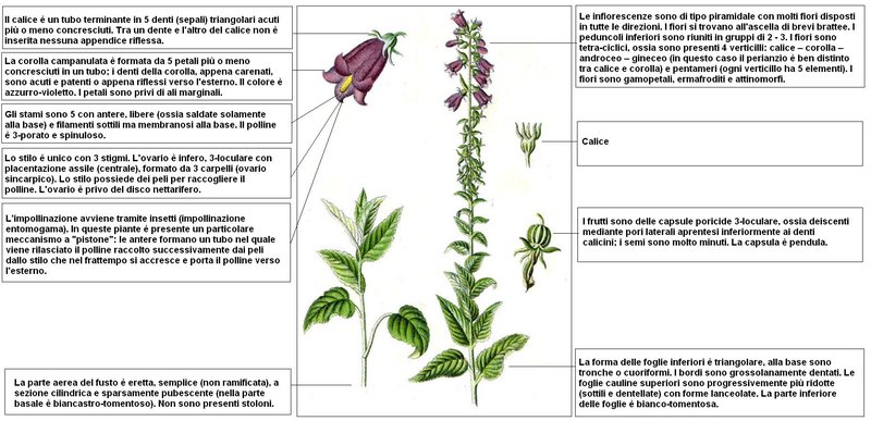 European Bellflower photo 8