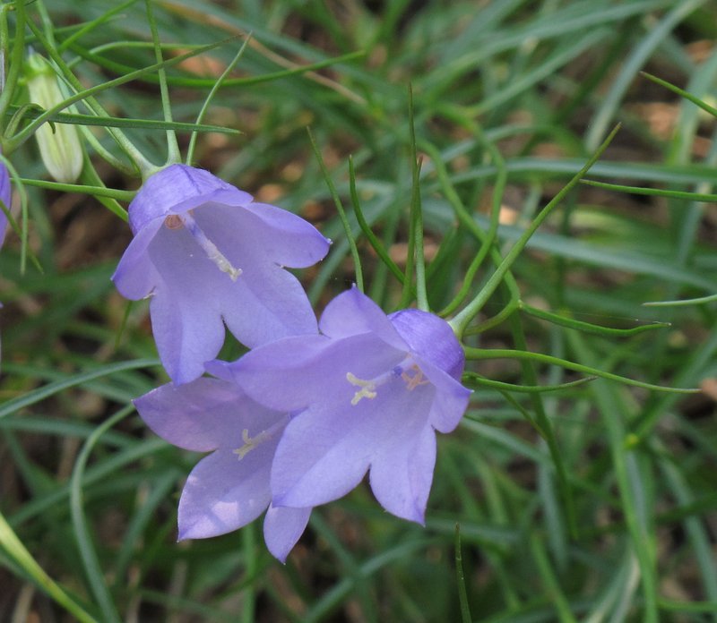 Campanula carnica