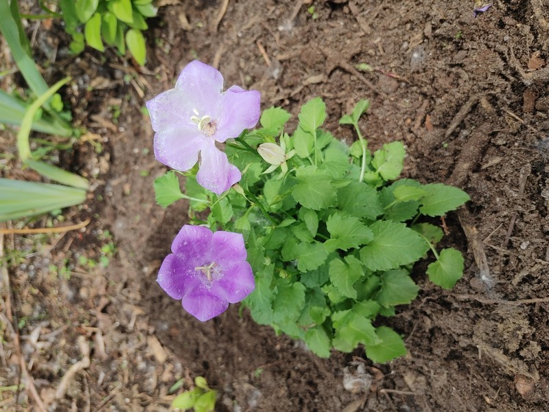 Tussock Bellflower photo 2
