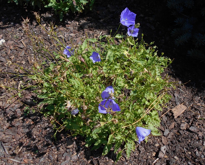 Tussock Bellflower photo 3