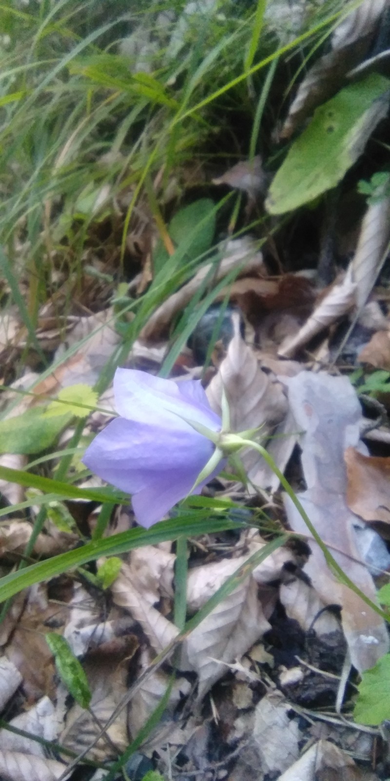 Tussock Bellflower photo 4
