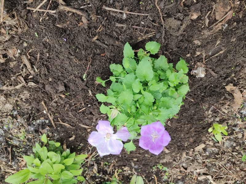 Tussock Bellflower photo 6