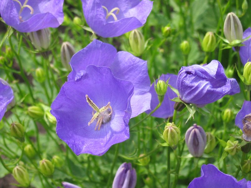 Tussock Bellflower photo 8